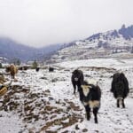 bhutan sakteng wildlife sanctuary