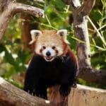 bhutan red panda