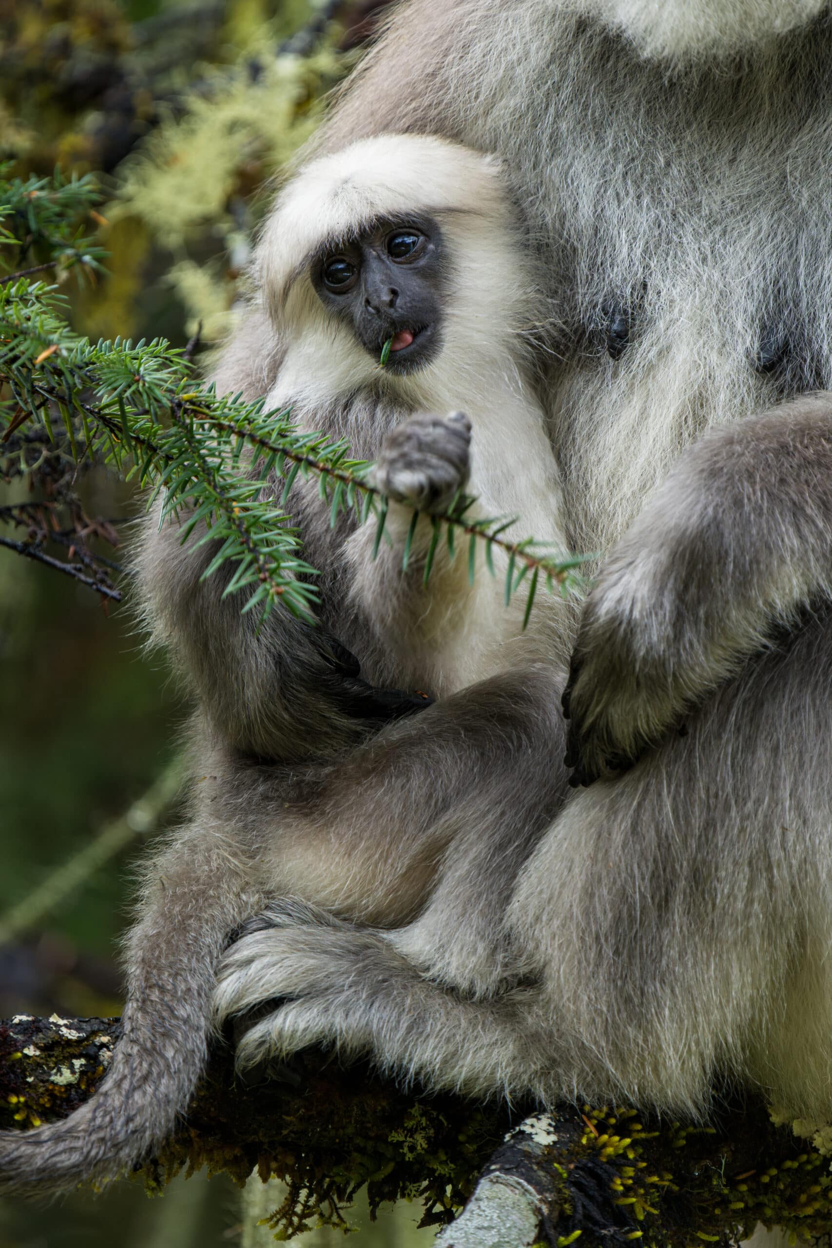 A grey langur in the Bhutan forest
