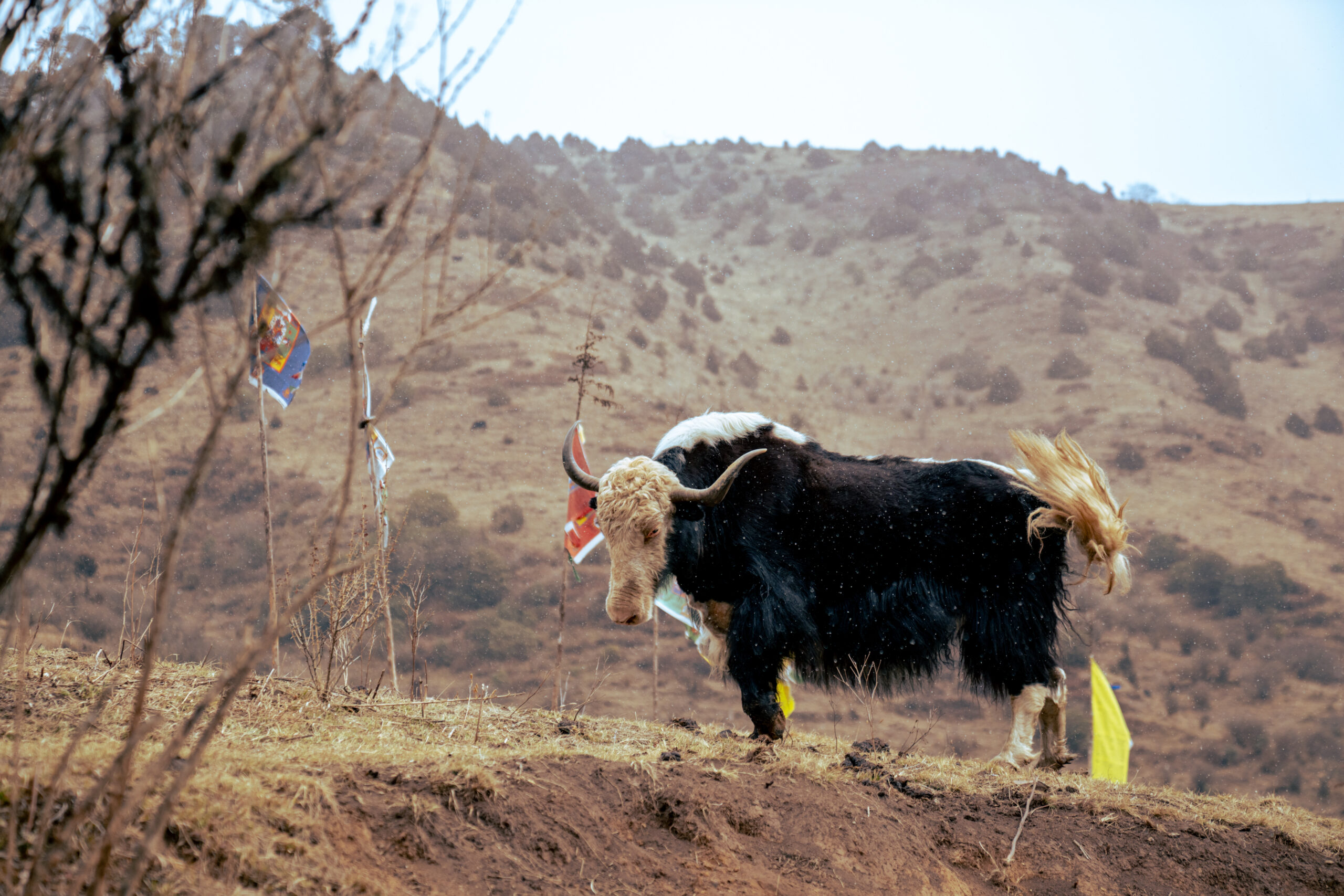 pelala mountain pass trans bhutan trail
