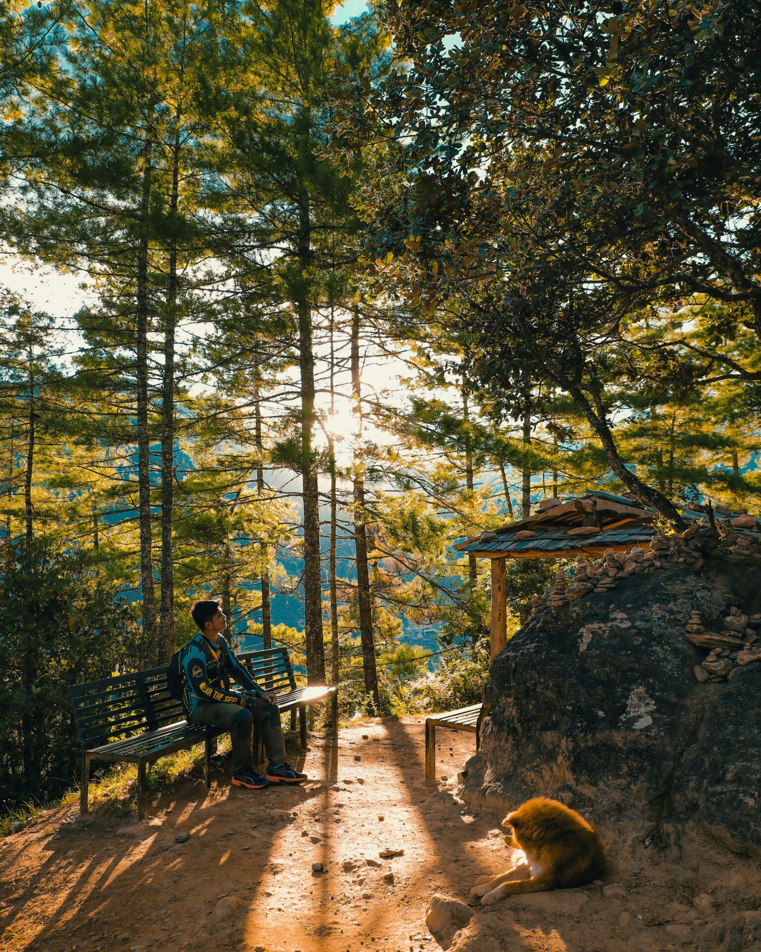 Autumn forest light in Bhutan