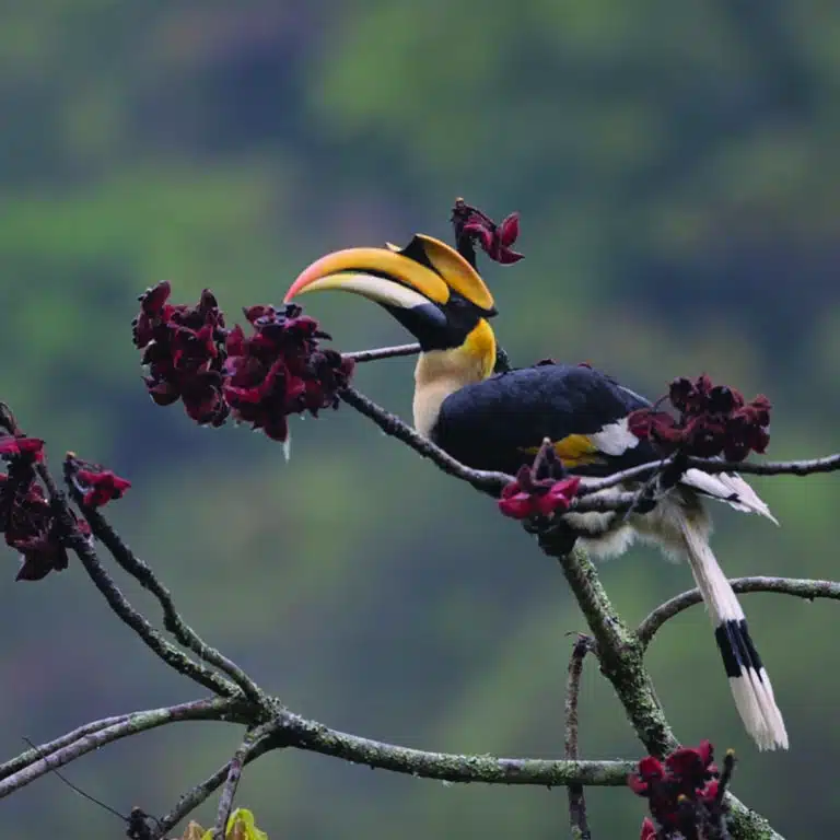 Bhutan Nature Retreat