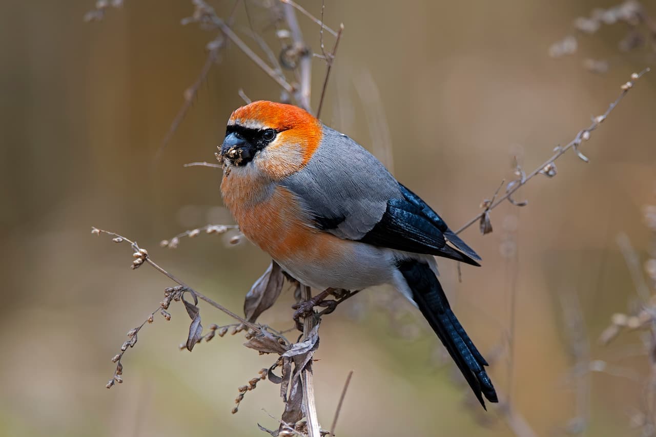 Bird Watching in Bhutan