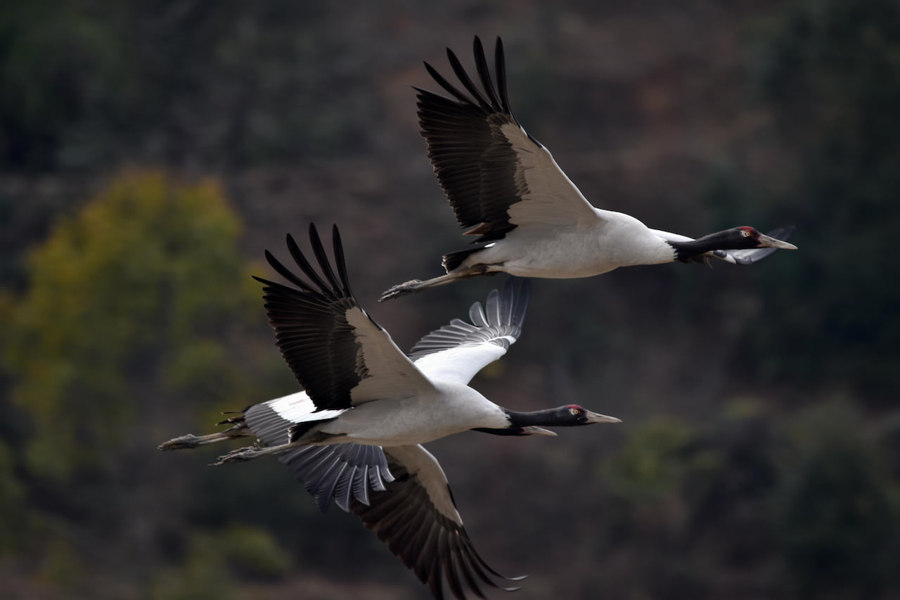 Black-necked cranes in the Phobjikha valley, Bhutan Nature Retreat