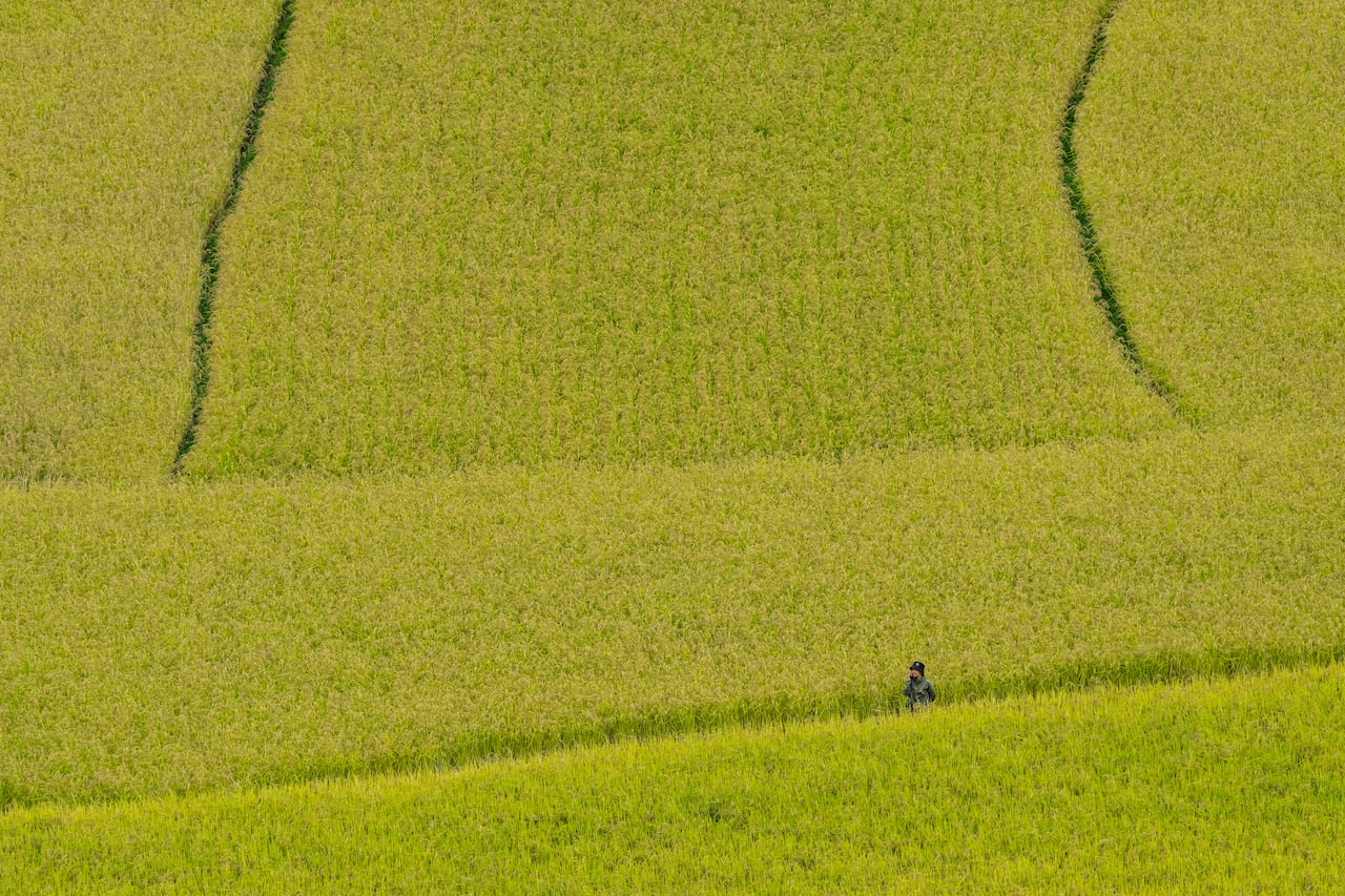 Vivid green rice paddy fields in a Bhutanese valley during monsoon season with low mist on the surrounding hills