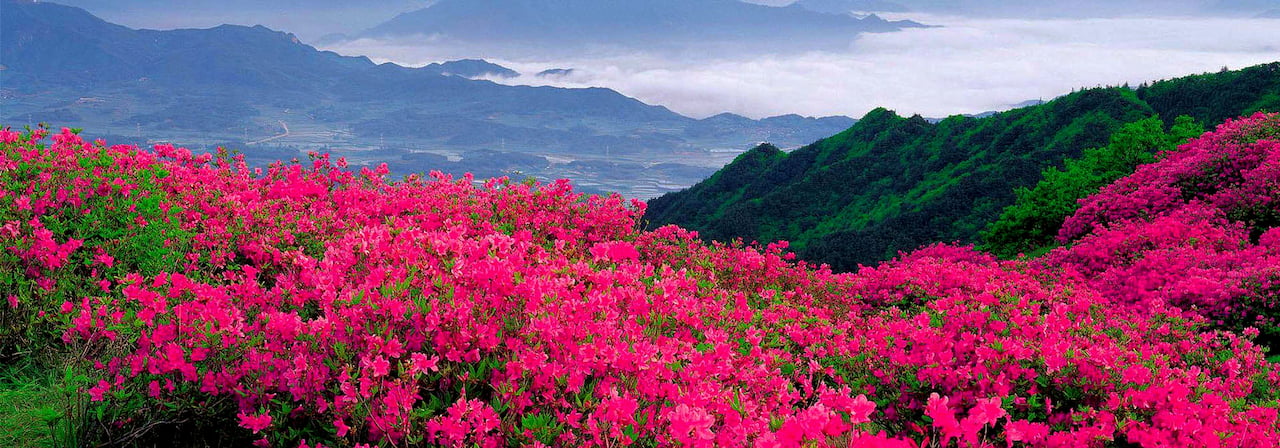 Rhododendron trees in full bloom on a hillside in Bhutan in spring