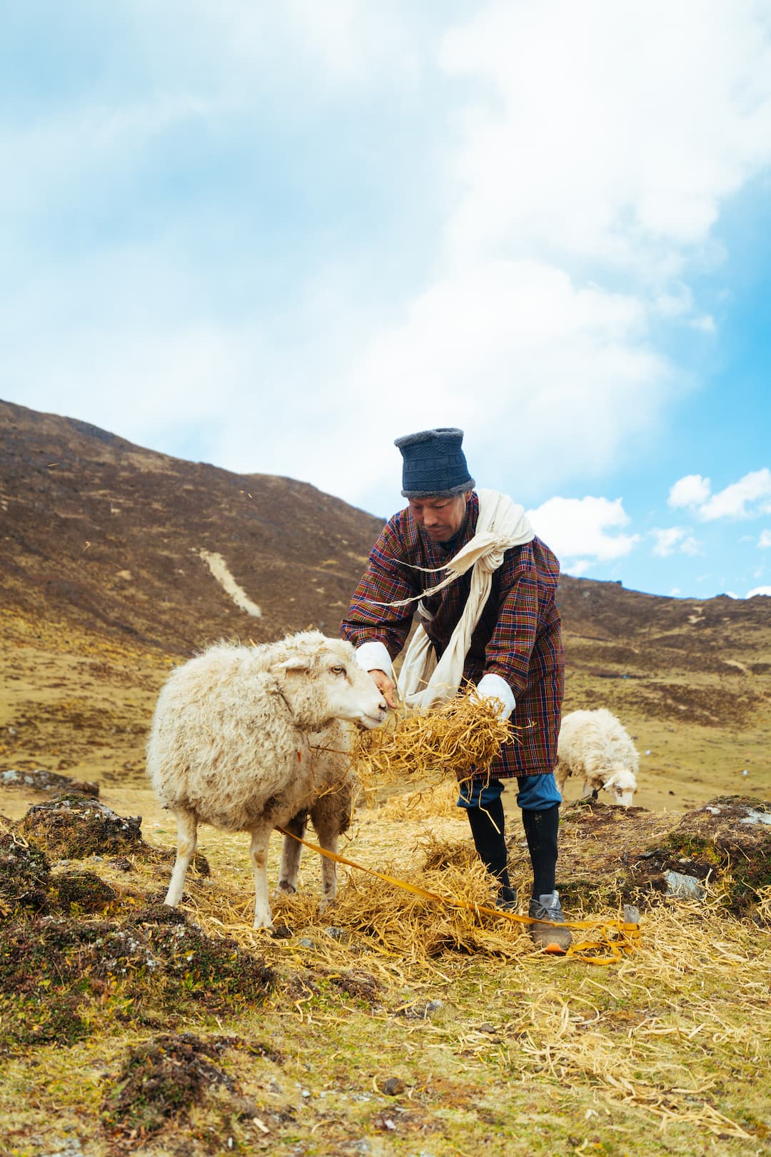 A man in traditional dress feeding sheep in Bhutan