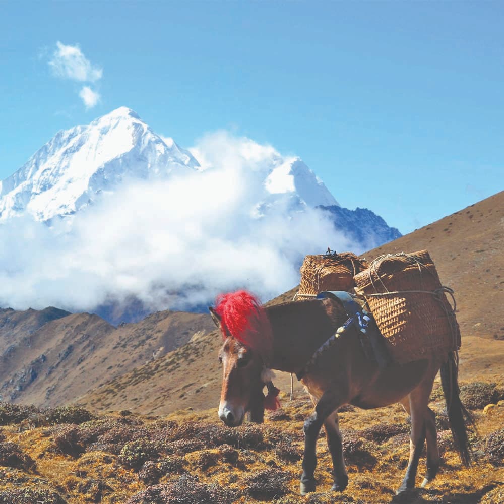 A pack pony carrying gear beneath a snow peak