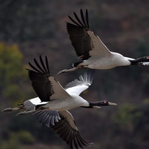 Black-necked cranes in flight