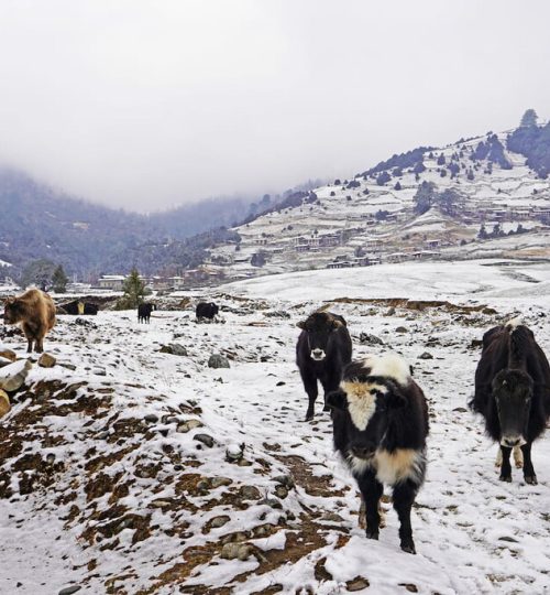 bhutan sakteng wildlife sanctuary